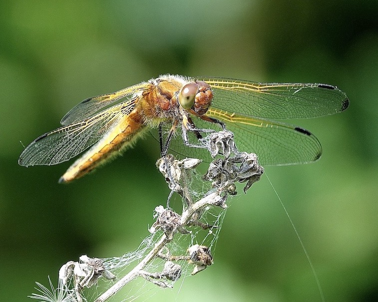 scarce chaser